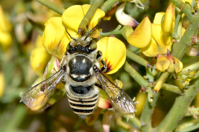 Hymenoptera - native bee